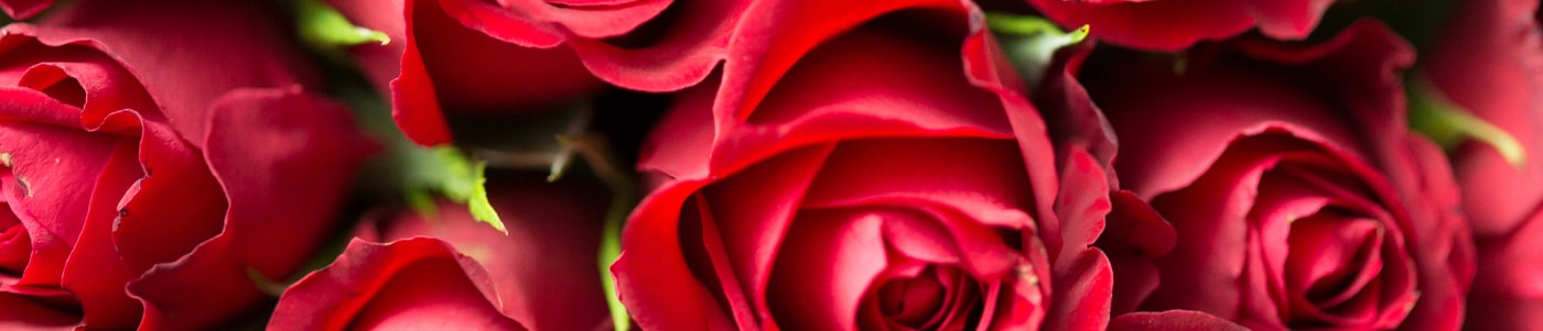 Roses
